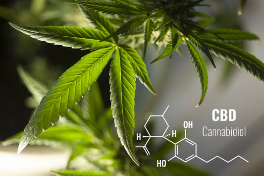 CBD nauda: nuo nemigos iki plaukų galiukų